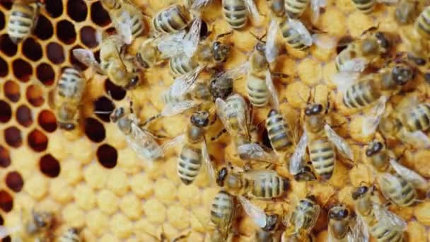 Colonie d'abeilles travaillant dans une ruche — Video