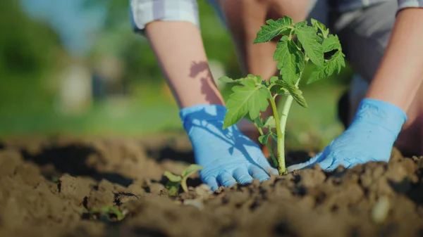 Женщина-фермер закапывает помидоры в землю. Осторожно таранить почву вокруг капусты — стоковое фото
