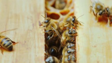 İş, kaotik hareket kovan içinde ahşap çerçeve üzerinde bir arı aileyi bir close-up