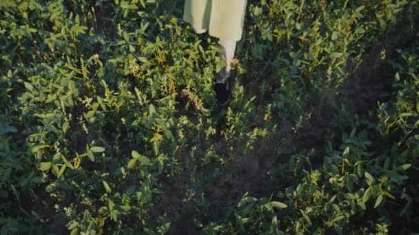 Vista dall'alto: Il contadino tiene una scatola di legno con un set di verdure varie. Agricoltura biologica e prodotti agricoli — Video Stock