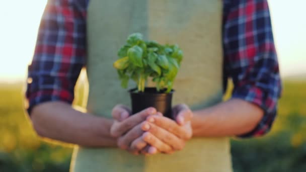 Man Farmer Holding Pot Basil Plant His Hands Fresh Spice — Stock Video