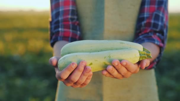農民の手には、いくつかのズッキーニが保持します。フィールドからの新鮮な野菜 — ストック動画