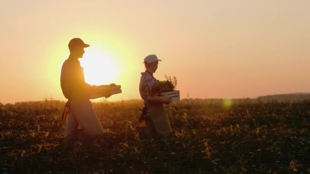 Une paire de fermes transporte des boîtes avec des légumes et des légumes verts le long du champ. Légumes frais biologiques de la ferme — Video