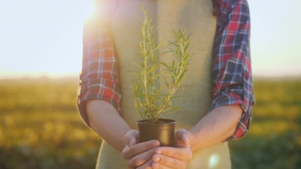 Las manos de los agricultores sostienen una olla de planta de romero. Verdes y especias en los alimentos — Vídeos de Stock