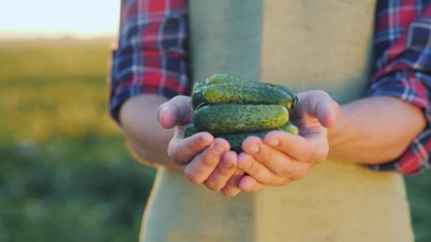 Os agricultores seguram vários pepinos frescos recolhidos no campo. — Vídeo de Stock