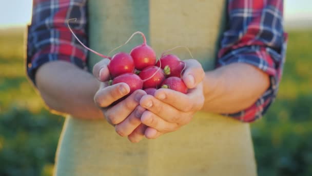 Farmář se drží pár ředkviček. Čerstvá bio zelenina z farmy — Stock video