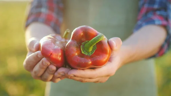 Ein Bauer zeigt eine schöne Paprika. auf Ihrem Feld, frische Bioprodukte vom Bauernhof — Stockfoto