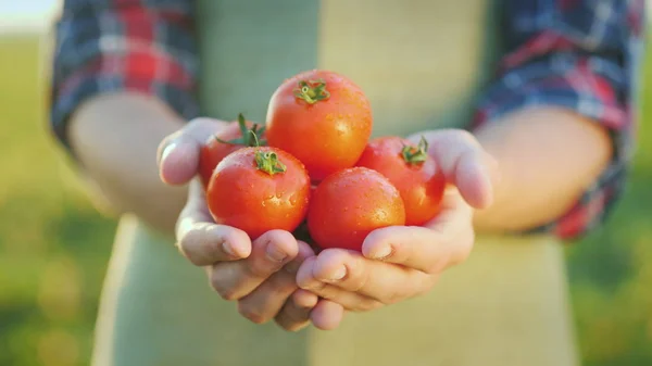 Фермеры держат в руках сочные красные помидоры. Свежие овощи из сельского хозяйства — стоковое фото