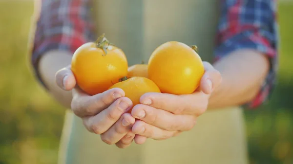 Несколько сочных желтых помидоров в руках фермера. Видео с низкой глубиной поля — стоковое фото