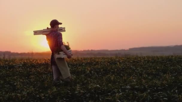 A strong healthy farmer carries two boxes of vegetables in his field Stock Footage