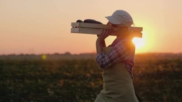 在日落的田野上, 女农夫带着一盒蔬菜。 — 图库视频影像
