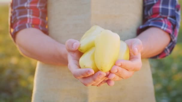 Les mains du fermier gardent quelques poivrons de leur propre jardin — Video