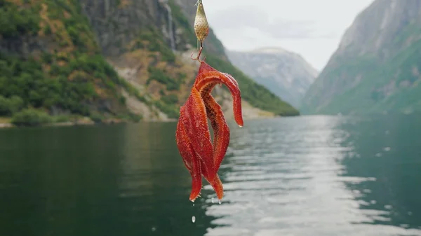 Een zeester hangt aan een haak tegen de achtergrond van een fjord in Noorwegen — Stockfoto