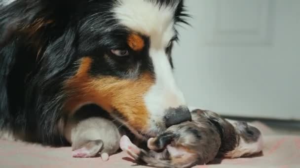 Retrato de un pastor australiano, lame suavemente a un cachorro recién nacido. El cuidado de la descendencia — Vídeos de Stock