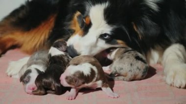 Anne köpek sonra yeni doğan yavruları görünüyor. Belgili tanımlık çoluk çocuk bakımı