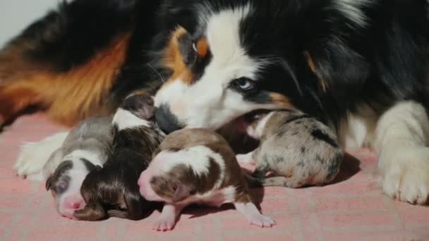 Maman, le chien s'occupe des nouveau-nés. Soins pour la progéniture 