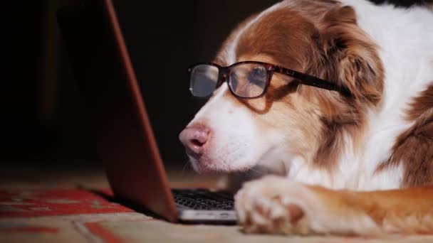 Perro jefe en gafas mira a la pantalla del ordenador. Vídeo divertido con animales — Vídeo de stock