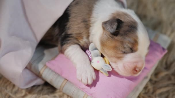 Baby valp sover i hans säng med sin favorit leksak. Härliga husdjur — Stockvideo