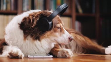 Avustralyalı çoban kulaklıklar müzik kitaplığı ' nda katta yatıyor. Yanında onun tablet