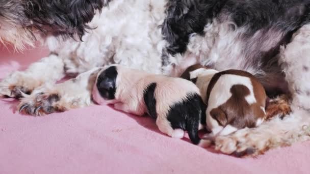 Dos lindo cachorro recién nacido cerca de mamá — Vídeos de Stock