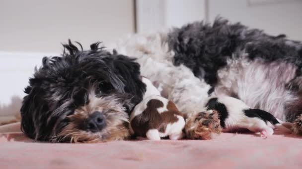 O cão mente sobre dois filhotes recém-nascidos — Vídeo de Stock