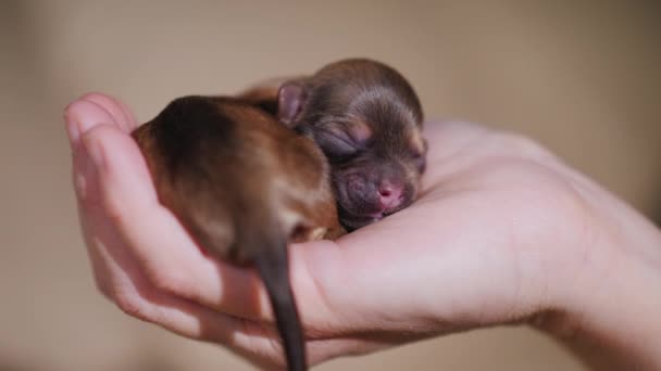 Pasgeboren pup van bruine kleur. Gekruld in een ring en ligt op de palm van uw hand — Stockvideo