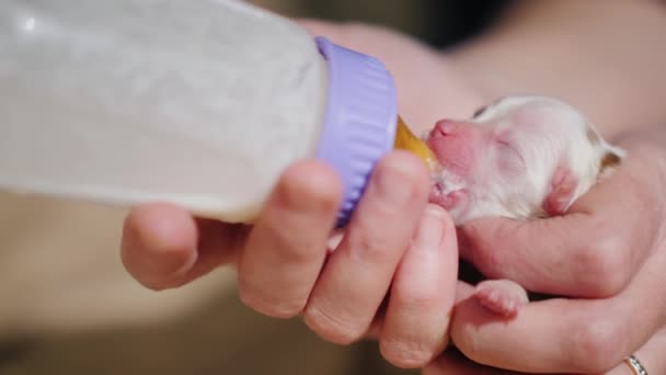 Een pasgeboren witte pup wordt gevoed uit een fles. Verzorging van voortijdige huisdieren — Stockvideo