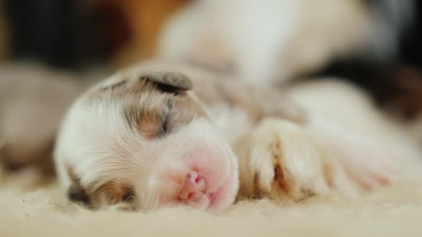 Portrait of a cute newborn puppy. Sleeps at his mothers big paw — Stock Video