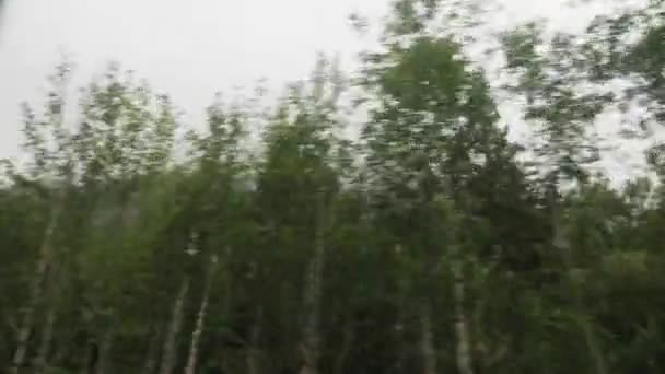 森に沿って霧に行く、車の窓からの眺め。視界不良で運転。ノルウェーの山の高 — ストック動画