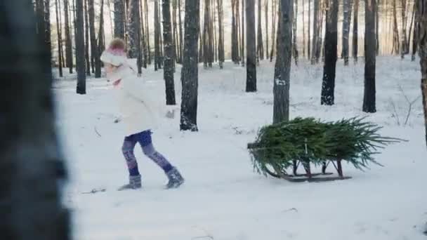 A gyermek hordozza a karácsonyfa egy szán. Oldalnézet — Stock videók