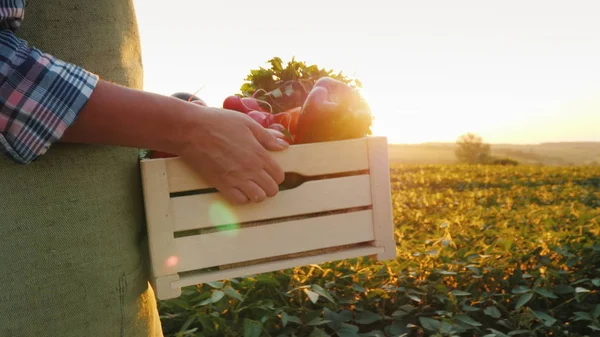 O agricultor está carregando uma caixa de madeira com legumes frescos. Vai ao longo do campo ao pôr do sol. Legumes frescos diretamente do conceito de campo — Fotografia de Stock