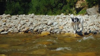 Köpek dağ nehir aşmaya çalışır. Korku ona bunu yapmasını engeller