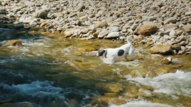Cesur bir köpek bir dağ nehri geçmeye çalışır