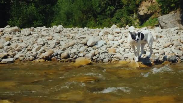 Hunden försöker övervinna floden grov berg. Rädslan hindrar henne från att göra detta — Stockvideo