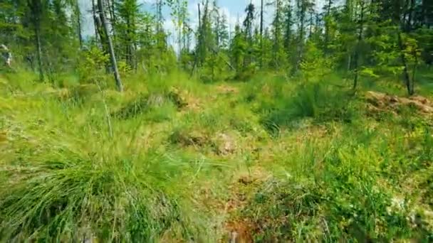 Vidéo en angle bas sur un marais pittoresque, entre mousse, marais et arbres secs . — Video