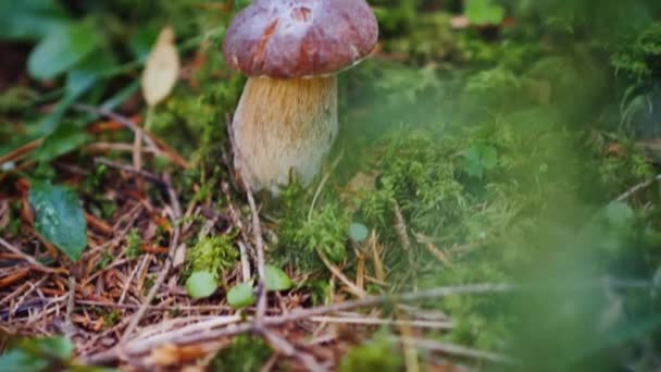 Encuentra un hermoso hongo blanco en el bosque, una vista en primera persona — Vídeos de Stock