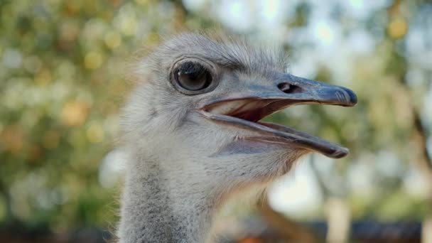 Jonge struisvogel - kop close-up — Stockvideo