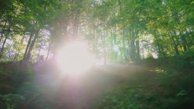 Yükselen güneş ışınlarının ormanın içinden kutsal vardır. Sabah ormanın içinde. 4k 10 bit video