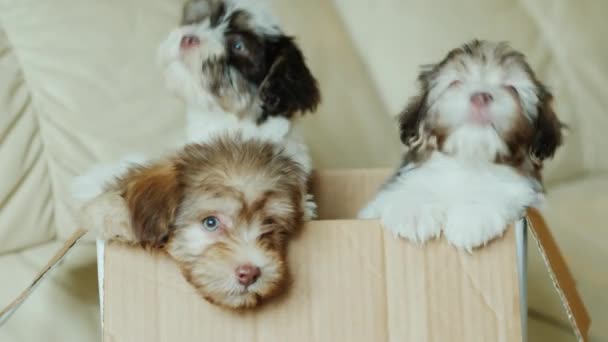 Cachorros engraçados na caixa. Presente inesperado ou surpresa — Vídeo de Stock