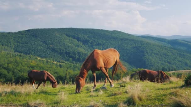 Varios caballos pastan en un pintoresco valle sobre el telón de fondo de las montañas. Concepto de turismo verde — Vídeos de Stock