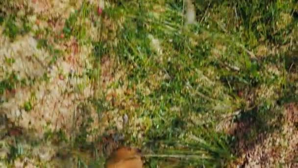 Les pieds du voyageur traversent la mousse et les marécages humides. Le monde perdu du marais, un voyage à travers l'inconnu 