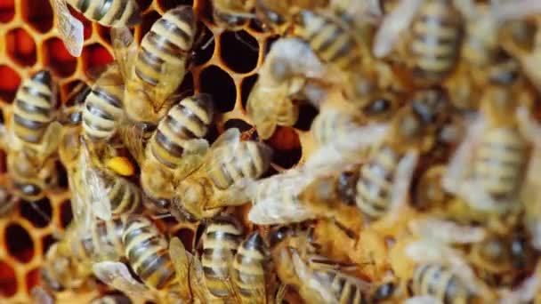 Abelhas trabalham em favos de mel, macrofotografia — Vídeo de Stock