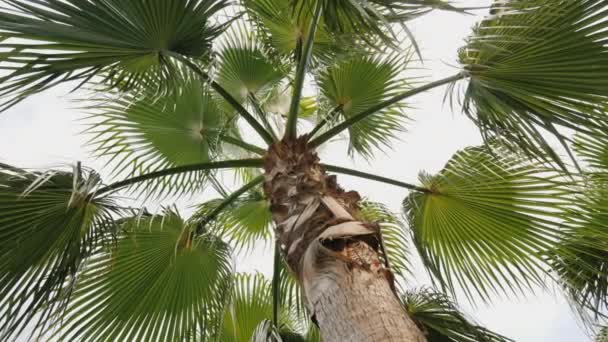 在阴天, 棕榈树的叶子在风中摇摆。下视图角度 — 图库视频影像