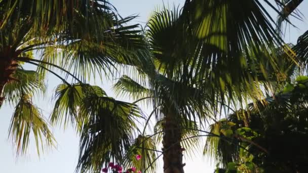 Los rayos del sol brillan maravillosamente a través de las ramas de varias palmas. Contra el cielo azul . — Vídeos de Stock