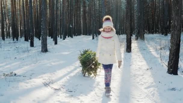 Chica caucásica está llevando un árbol de Navidad en un trineo de madera. Va a través del bosque cubierto de nieve. Pronto concepto de Navidad — Vídeos de Stock