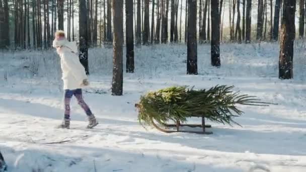 Una niña lleva un árbol de Navidad en un trineo de madera. Va a través del bosque cubierto de nieve, los rayos del sol brillan a través de los árboles. Vista lateral — Vídeos de Stock