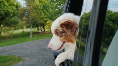 Köpek araba pencereden dışarı atlar. Seyahatten geldi