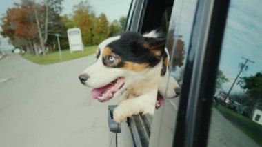 Küçük bir Amerikan kasabasında rides arabanın penceresinden sürpriz ile serin köpek görünüyor