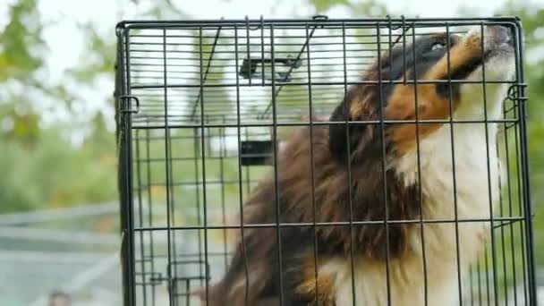 Μια φοβισμένη σκυλί σε ένα κλουβί. Καταφύγιο ζώων — Αρχείο Βίντεο