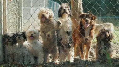 Çocuk odasını net seyir köpekler bir grup
